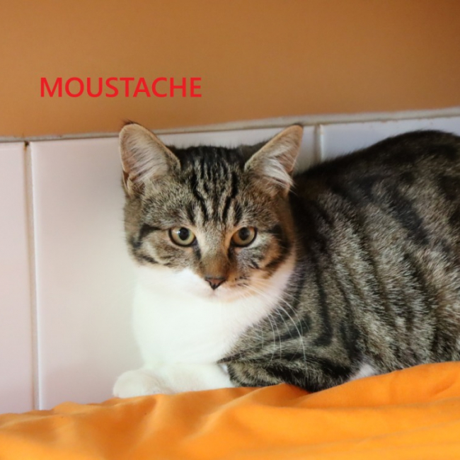 Photo de Moustache