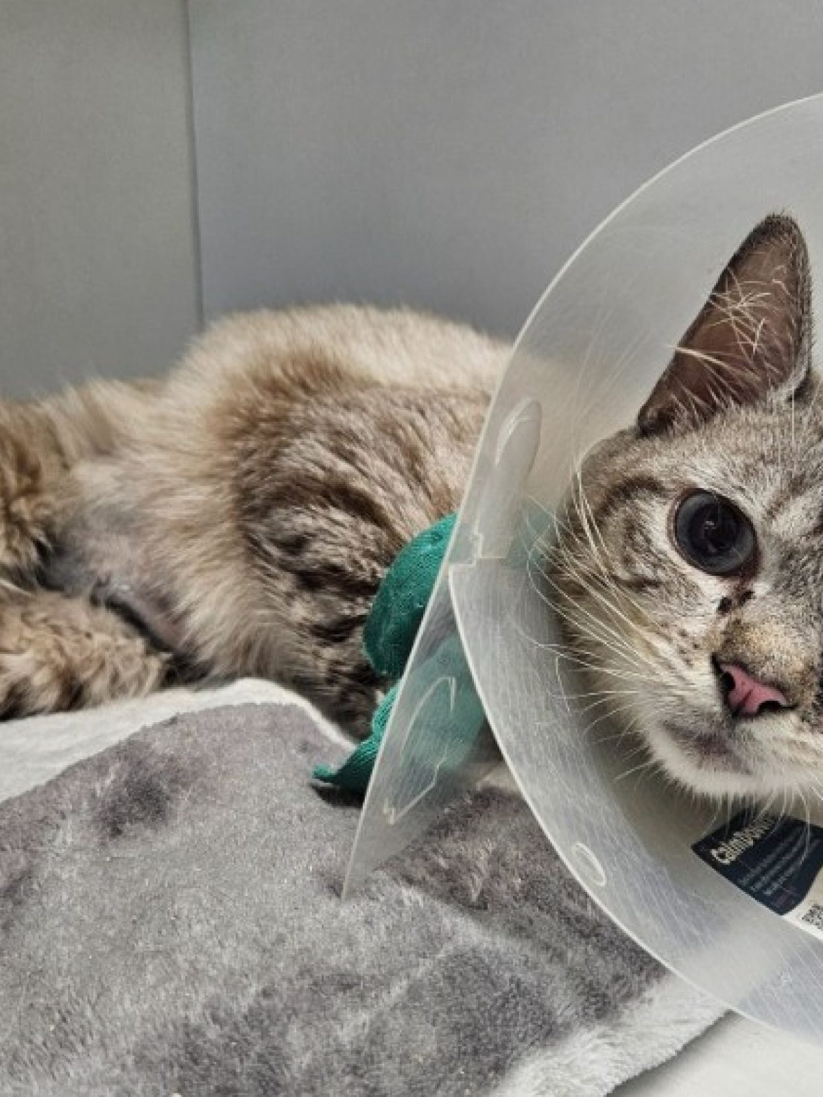 Rudy - Européen à adopter à Thionville (57) - Animaux.fr