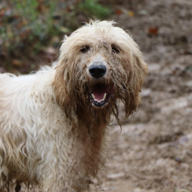 Photo de Toska dit toupie