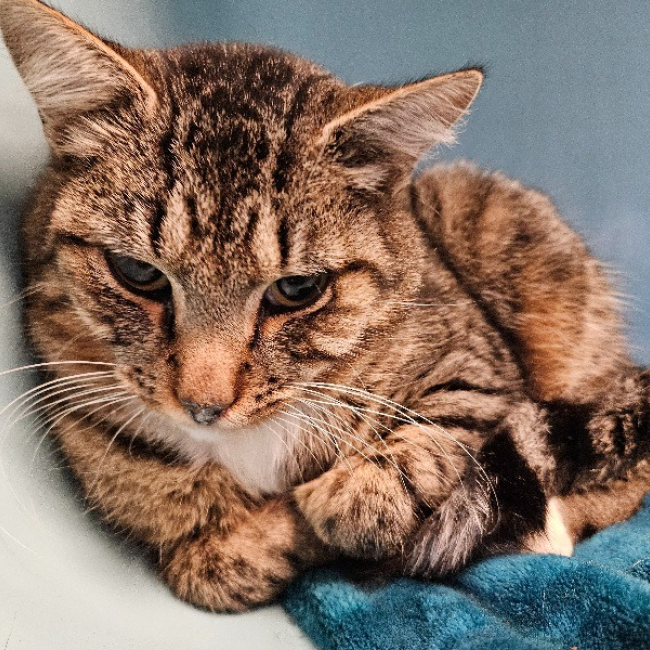 Photo de Poufsouffle