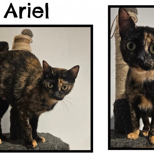 Photo de Ariel réservé