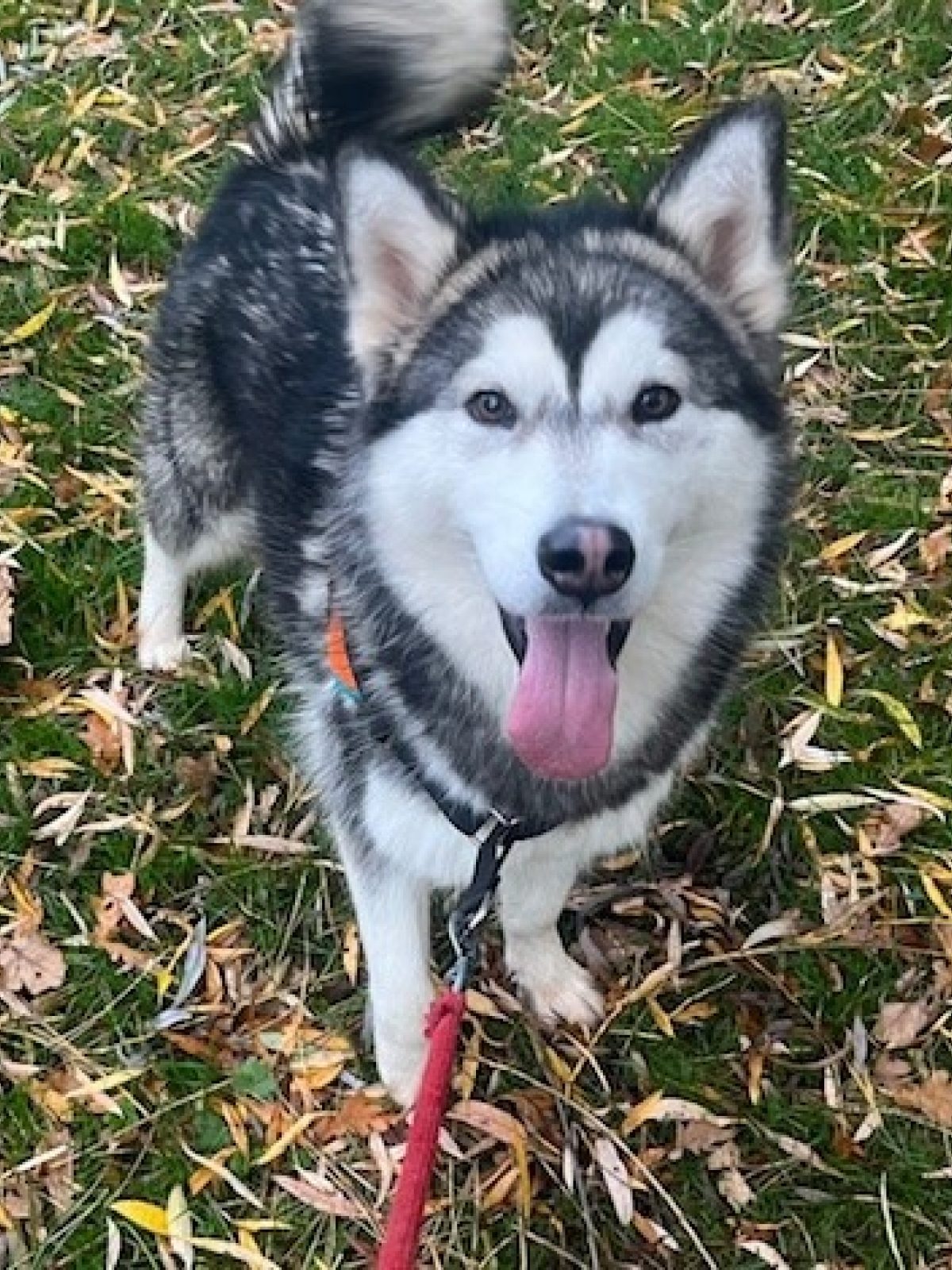 VaÏnÉ - Chien à adopter à Orgeval (78) - Animaux.fr
