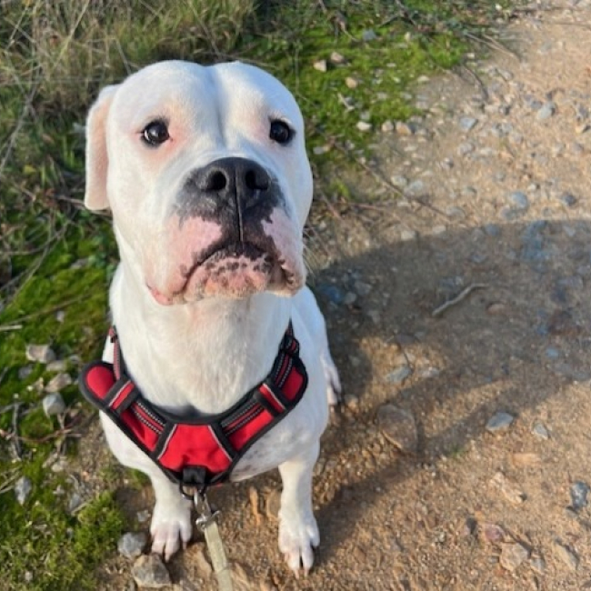 Photo de Ura en attente visite véto