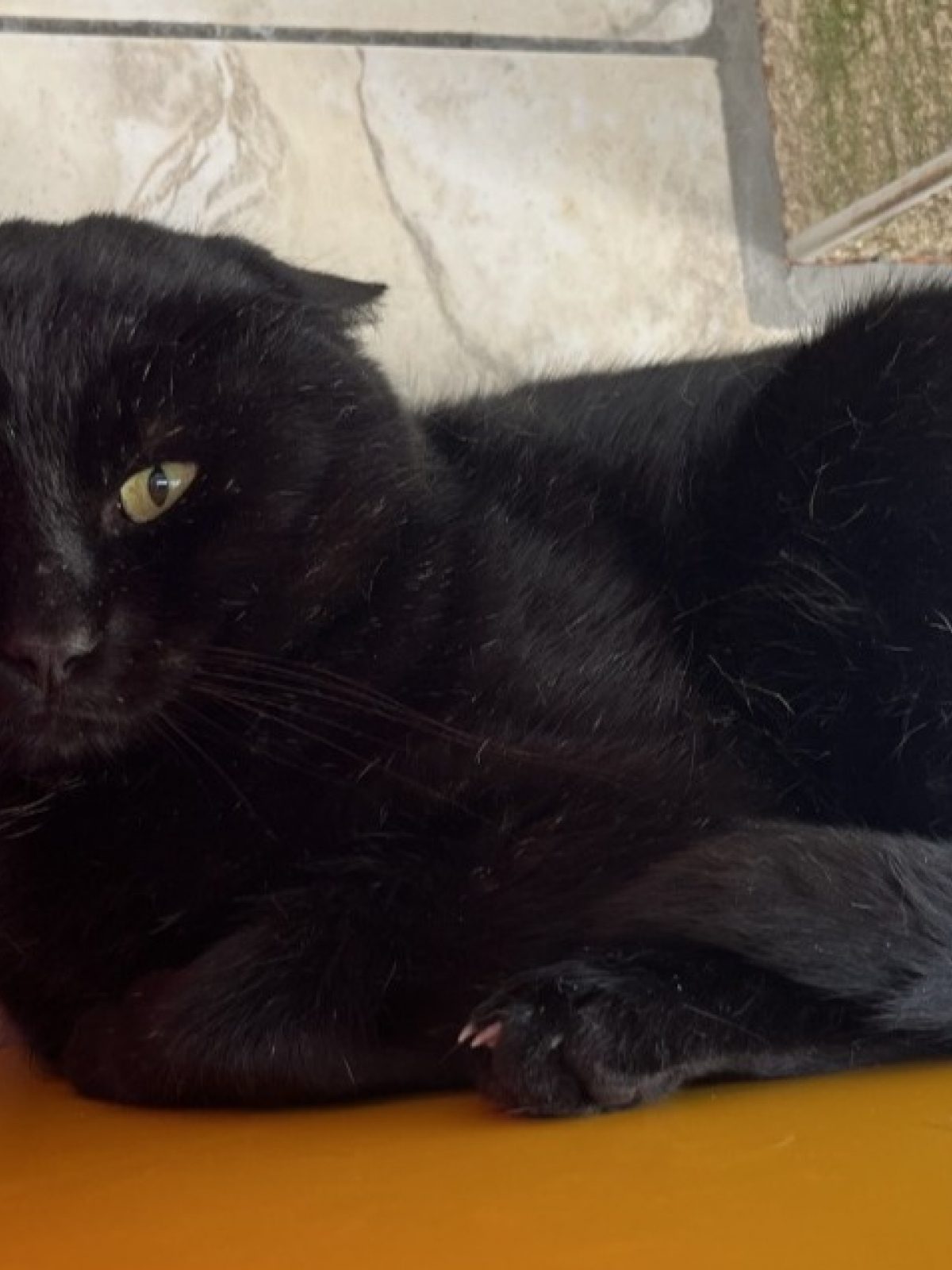 Augustin - Européen à adopter à Les Sables-d'Olonne (85) - Animaux.fr