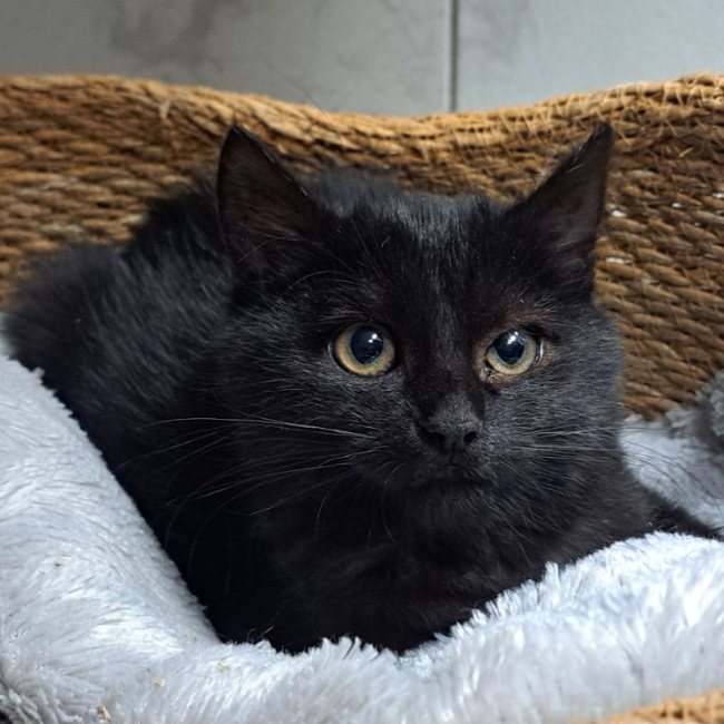 Photo de Professeur ronron