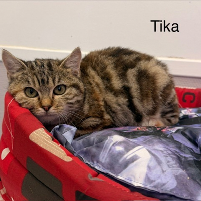 Photo de Tika