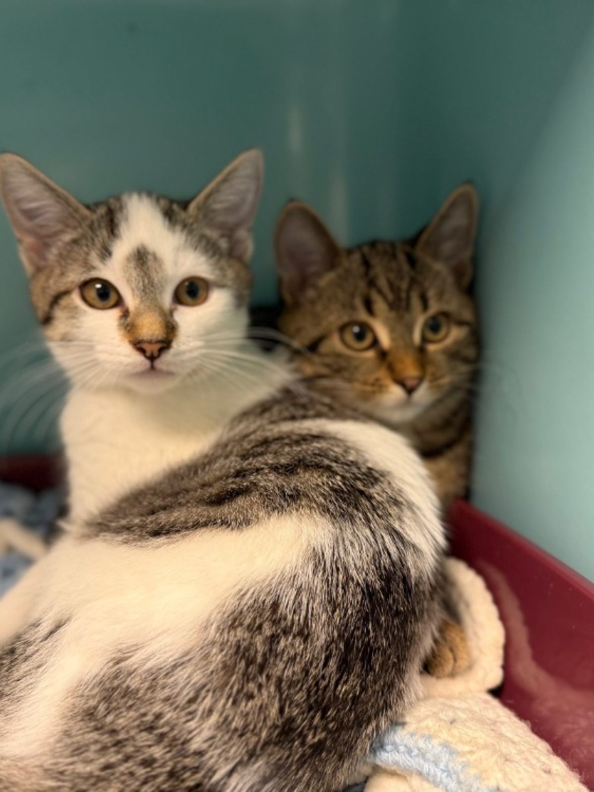 Renfri - Européen à adopter à Gennevilliers (92) - Animaux.fr