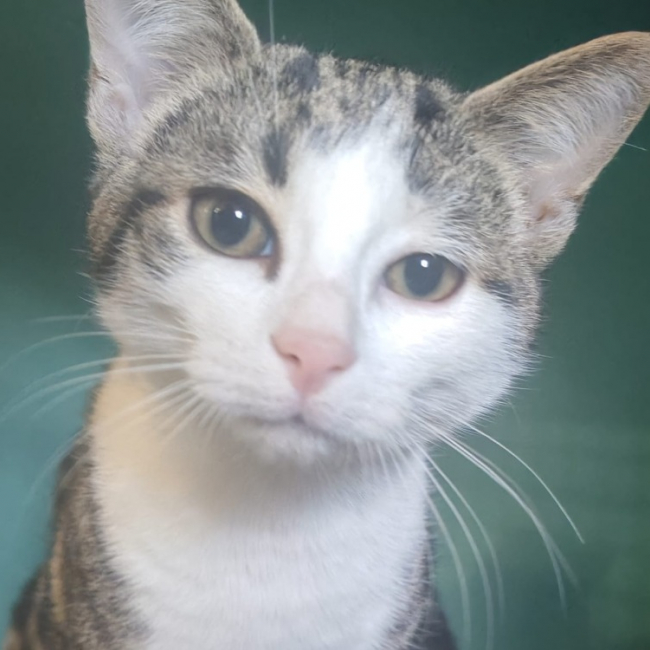 Photo de Loup charmeur