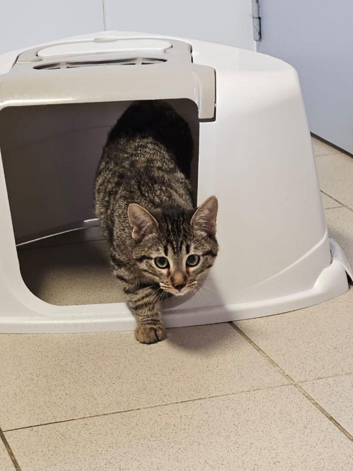 Snickers - Européen à adopter à Lézignan-Corbières (11)
