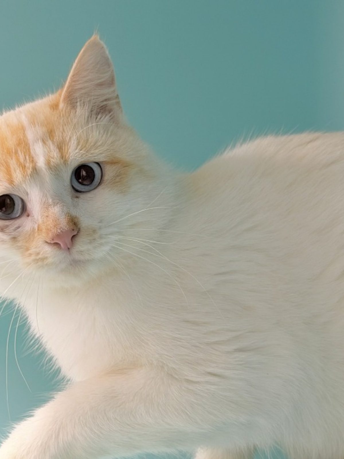 Spirou - Européen à adopter à Pornic (44) - Animaux.fr