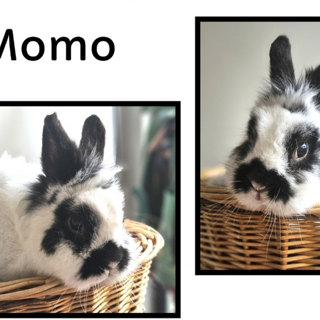Photo de Momo