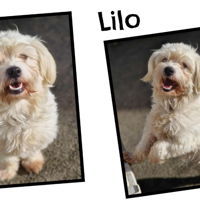 Photo de Lilo réservé