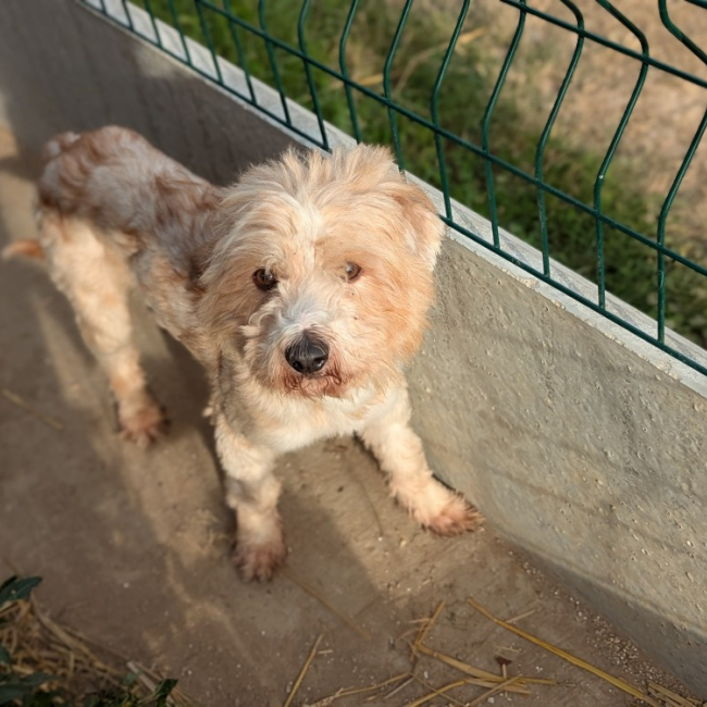 Chiens De Petite Taille Adopter Animaux fr chiens-de-petite-taille-adopter-animaux-fr
