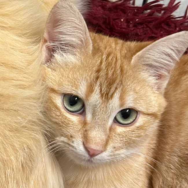 Photo de Chakolantern