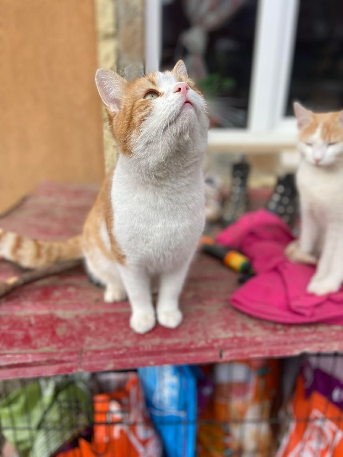 Sebastian Chat à adopter Animaux fr