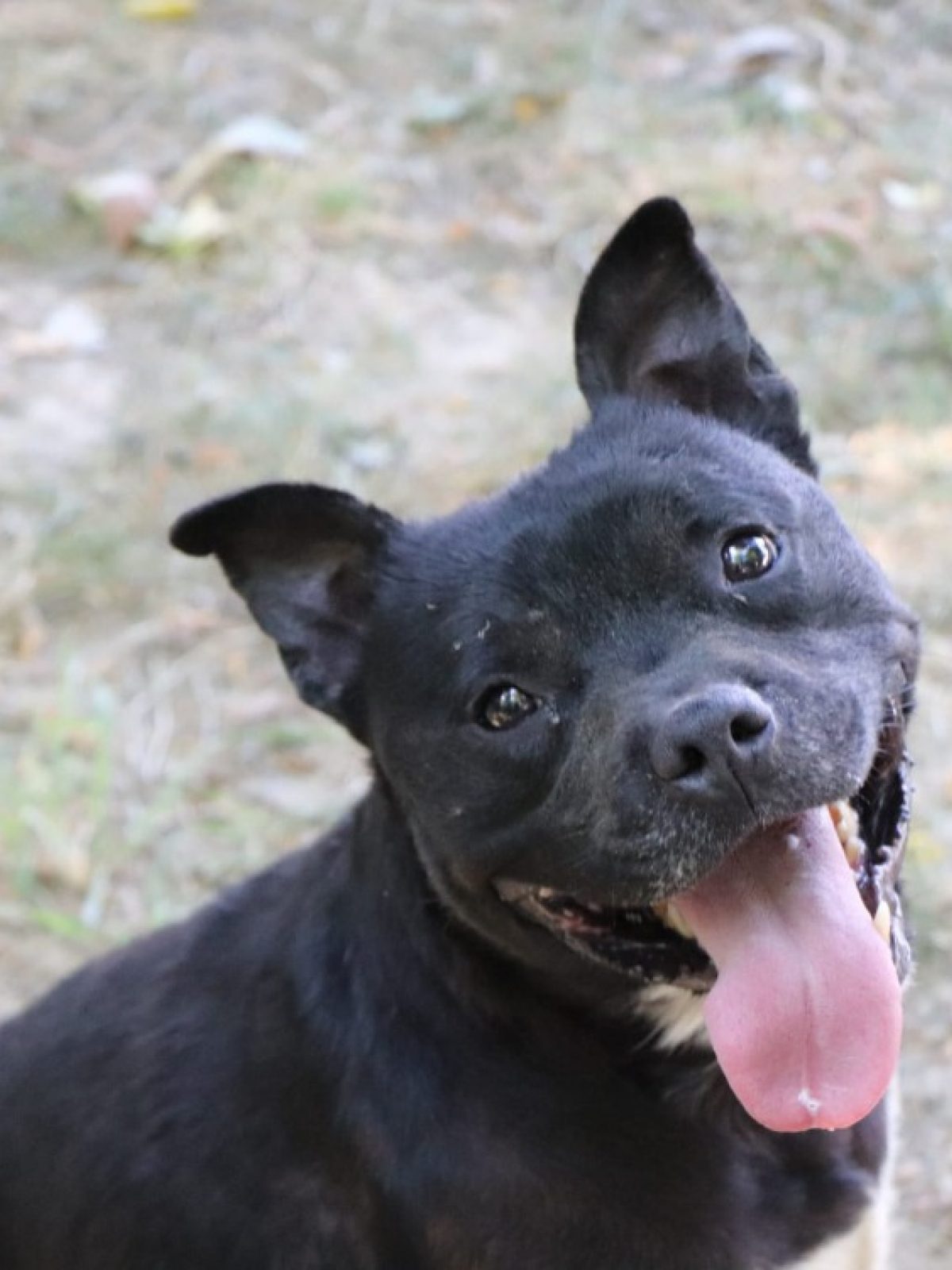 Simba - Staffordshire Bull Terrier à adopter à Beaurepaire-en-Bresse ...