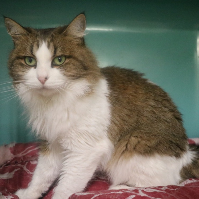 Photo de Roulet boulet