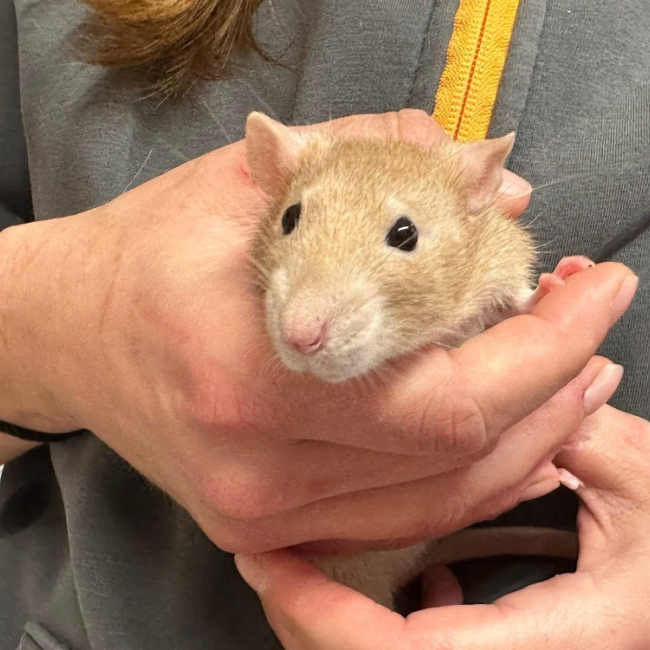 Photo de Ratatouille