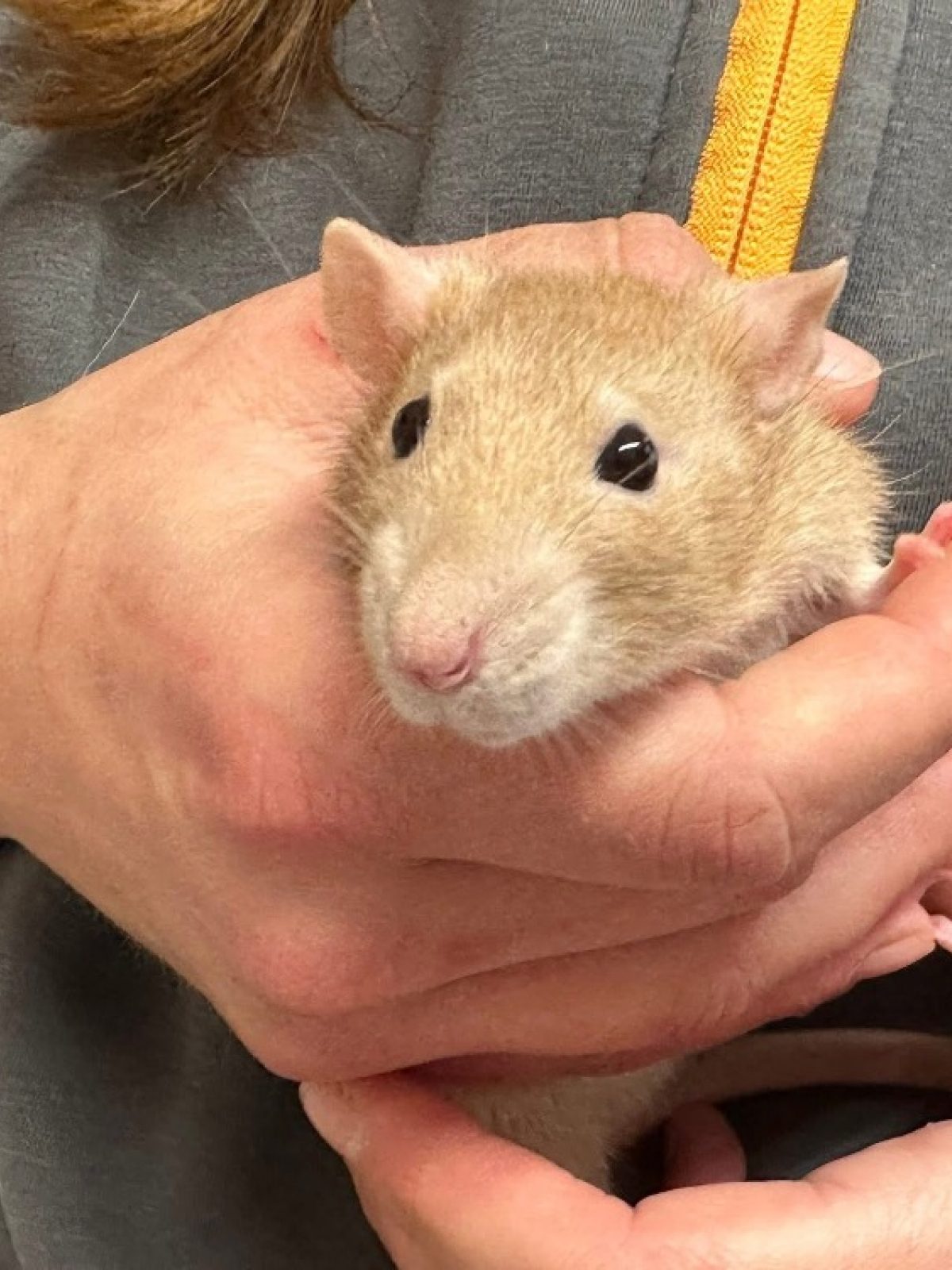 Ratatouille - Rat à adopter à Saint-Omer (62) - Animaux.fr