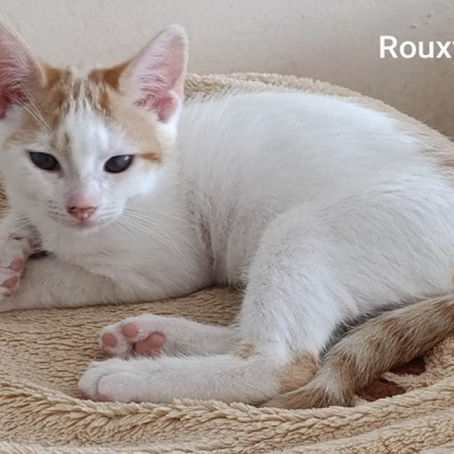Photo de Rouxy
