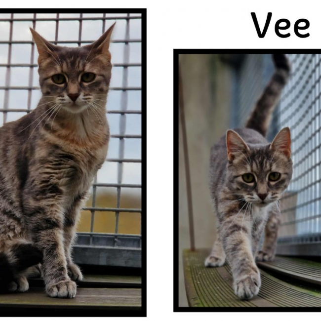 Photo de Vee réservé