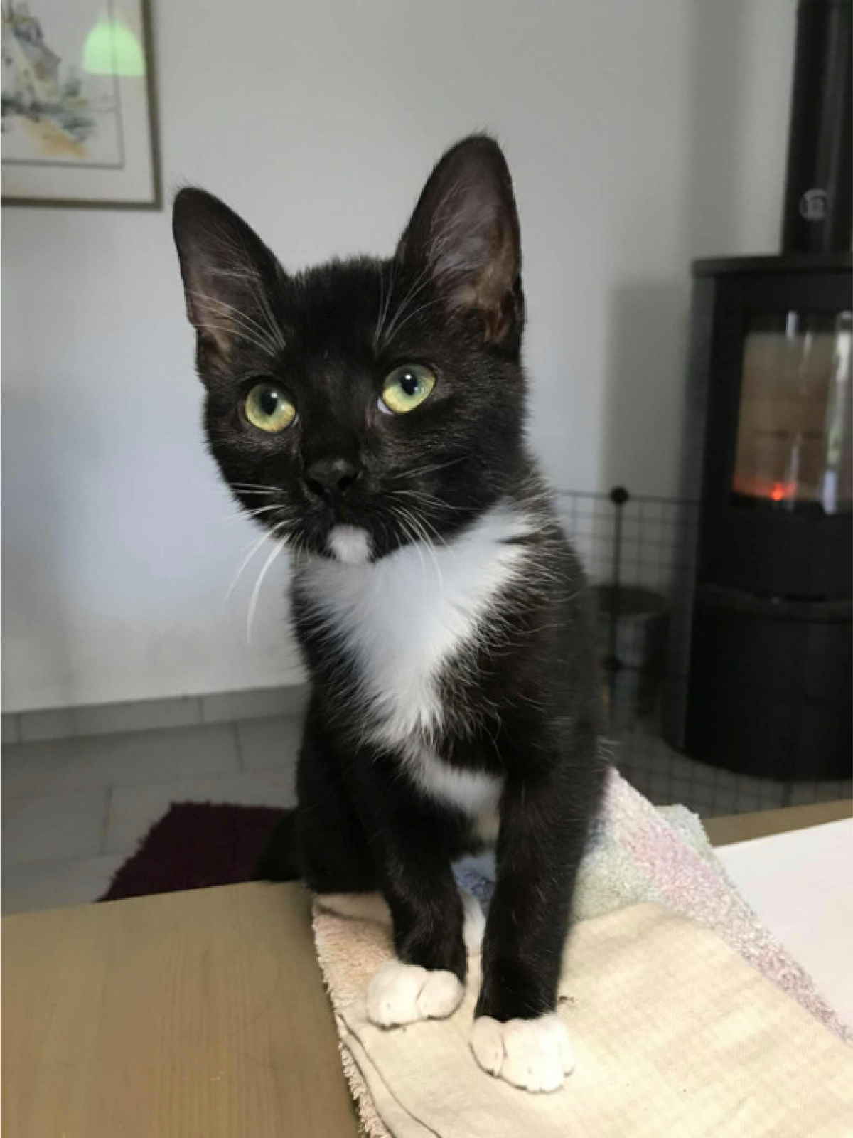 Wamiz Europ en Adopter La roche sur yon 85 Animaux fr wamiz-europ-en-adopter-la-roche-sur-yon-85-animaux-fr