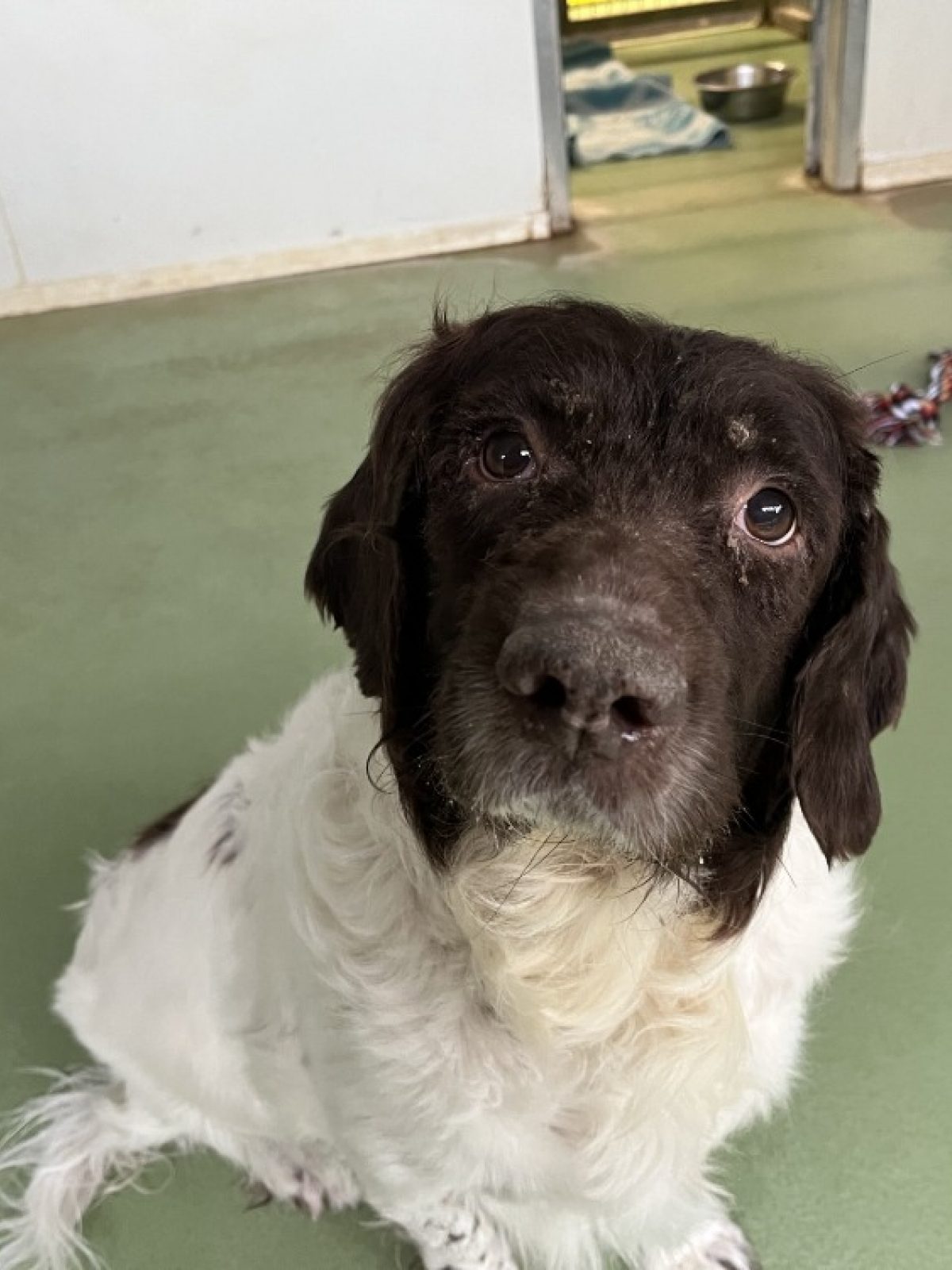 Olaf - English-Springer-Spaniel à adopter à Morée (41) - Animaux.fr
