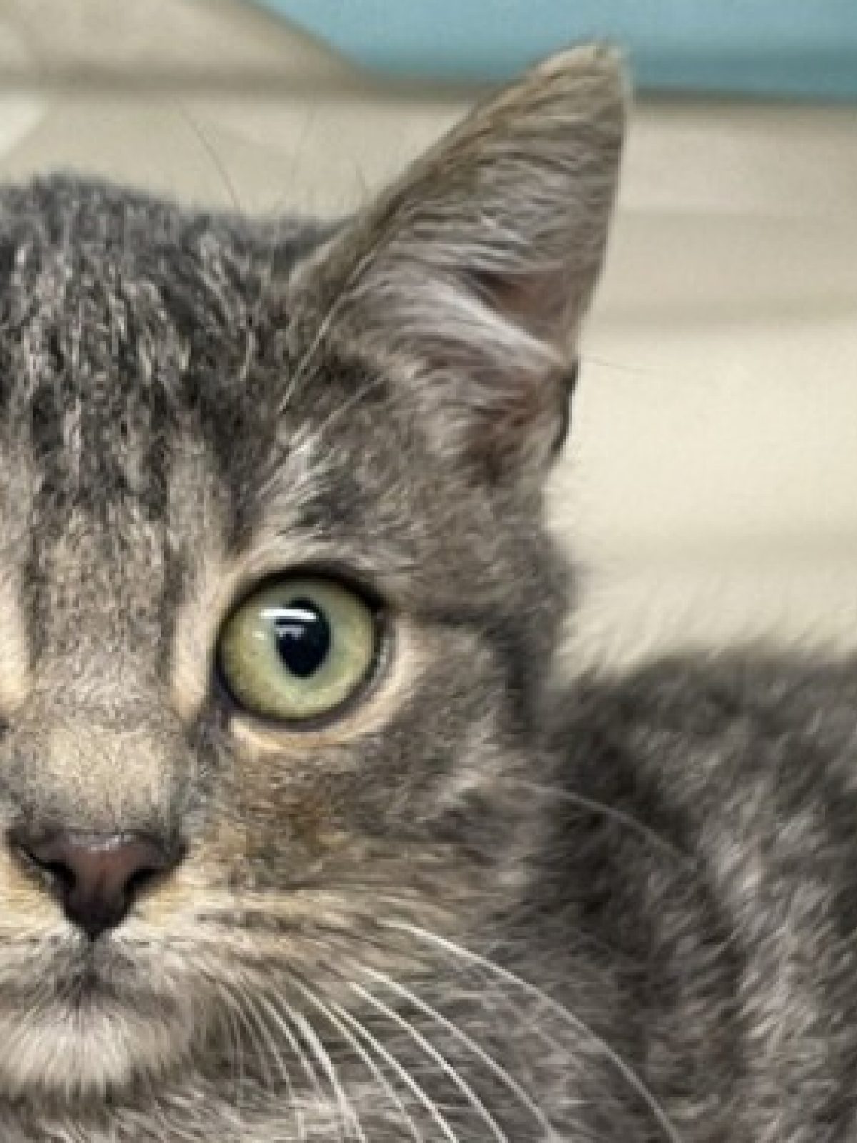 Ricky - Européen à adopter à Morée (41) - Animaux.fr
