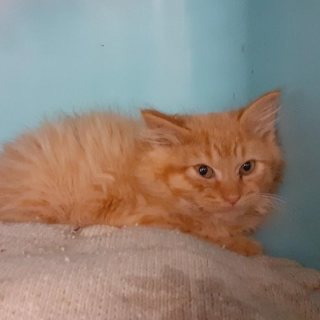 Photo de Toutti fruity