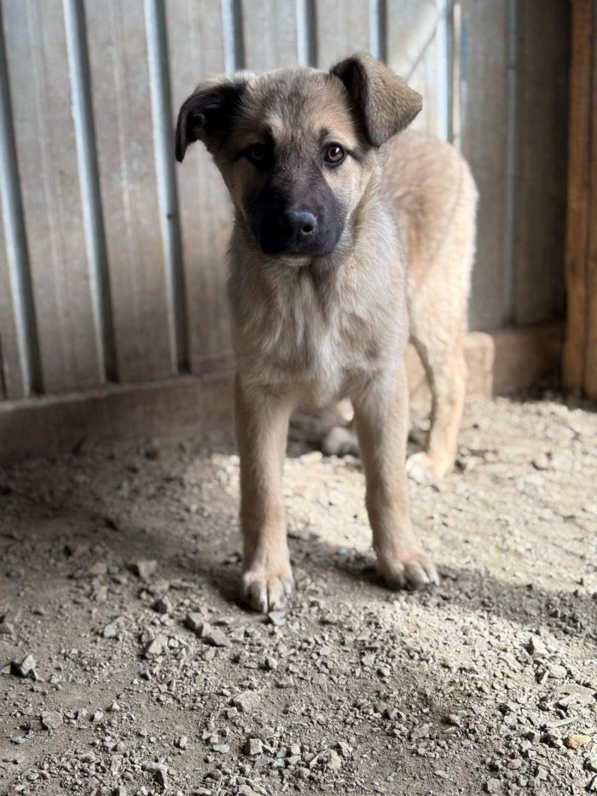 Aika - Chien à adopter - Roumanie - Animaux.fr