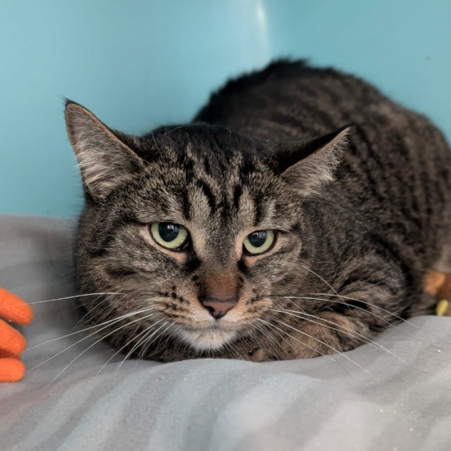 Photo de Minouchette