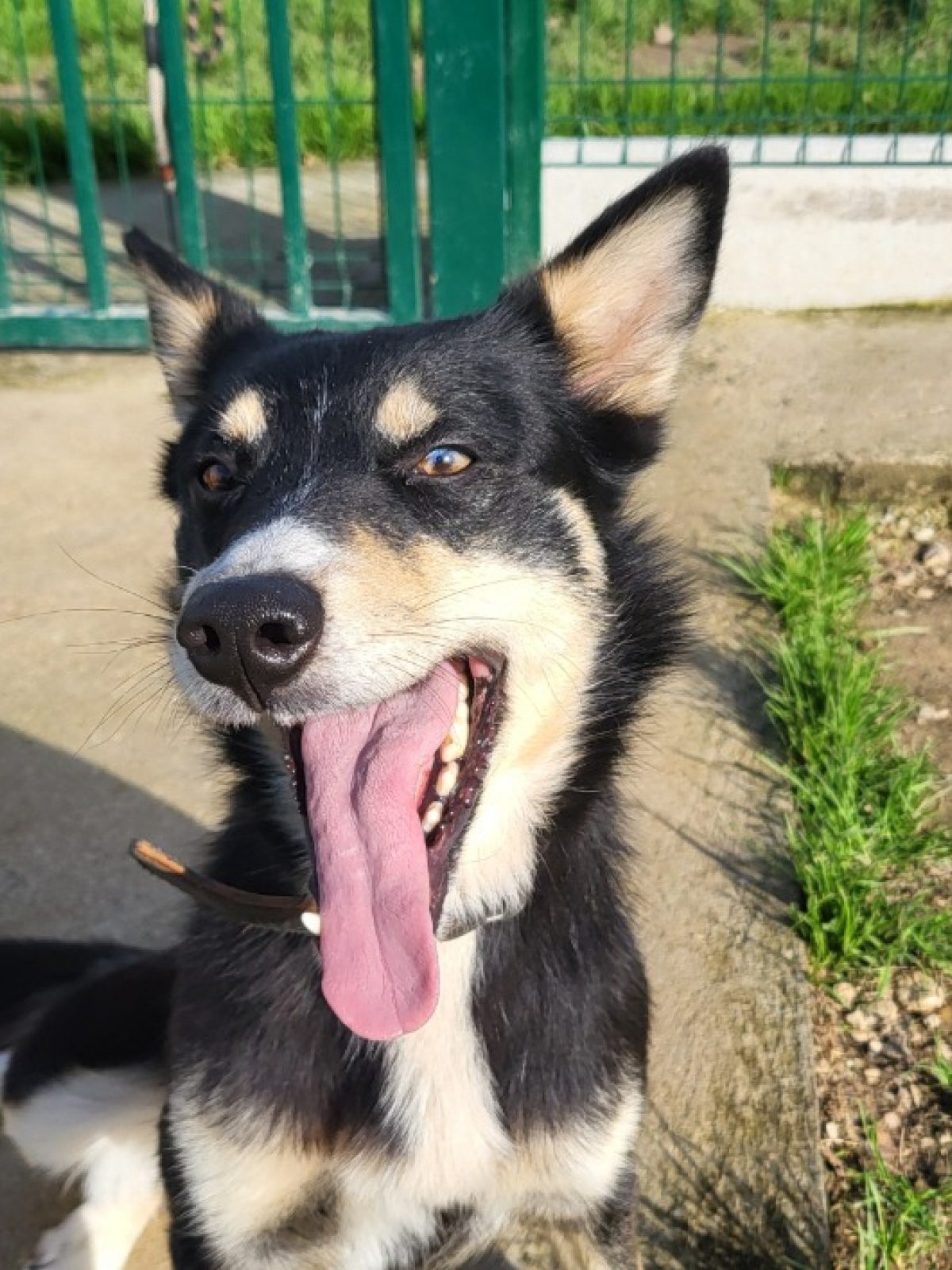 Aza - Husky Sibérien à adopter à Les Sables-d'Olonne (85) - Animaux.fr