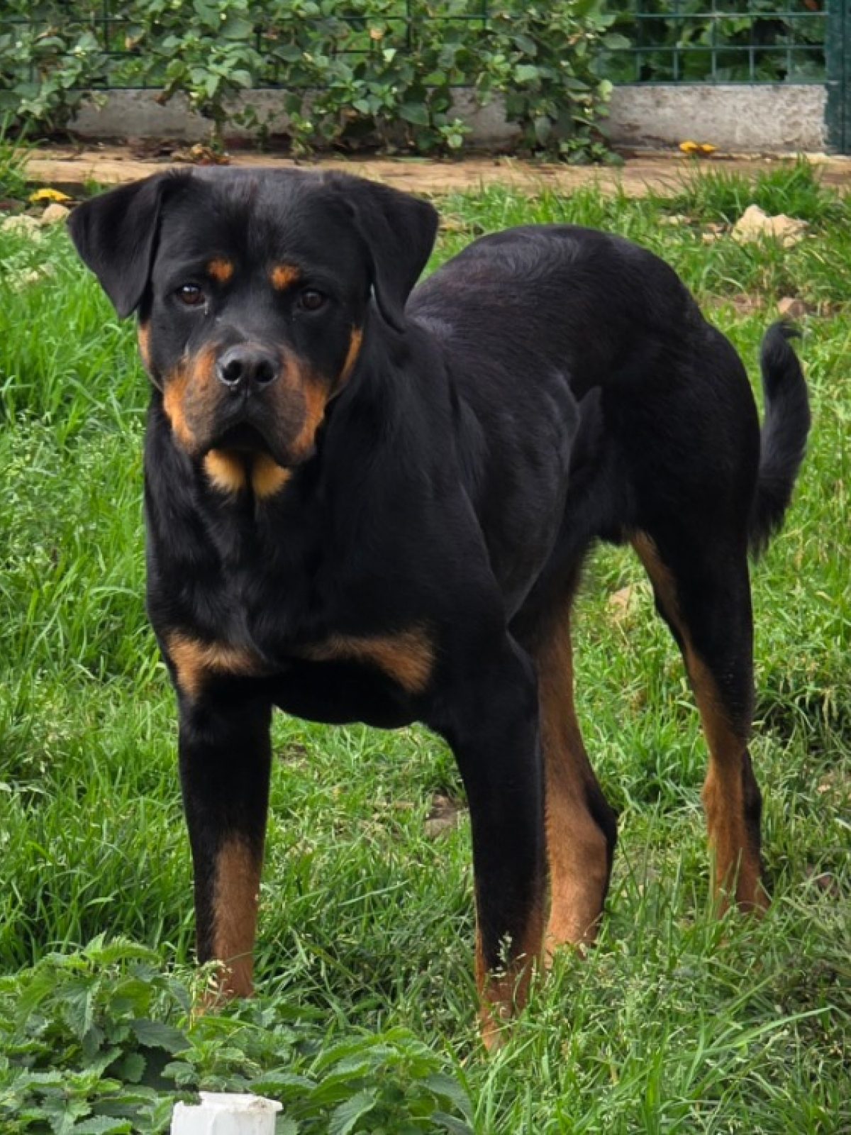 Viking - Rottweiler à adopter à Plouhinec (29) - Animaux.fr