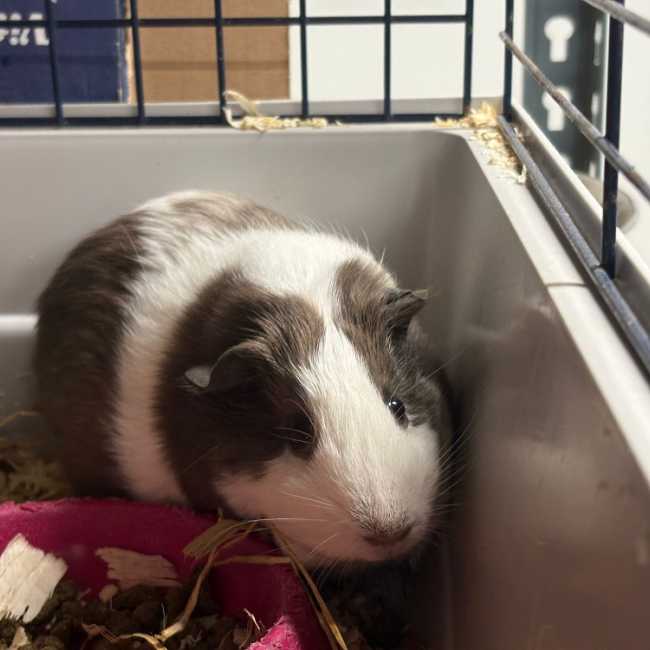 Photo de Stracciatella