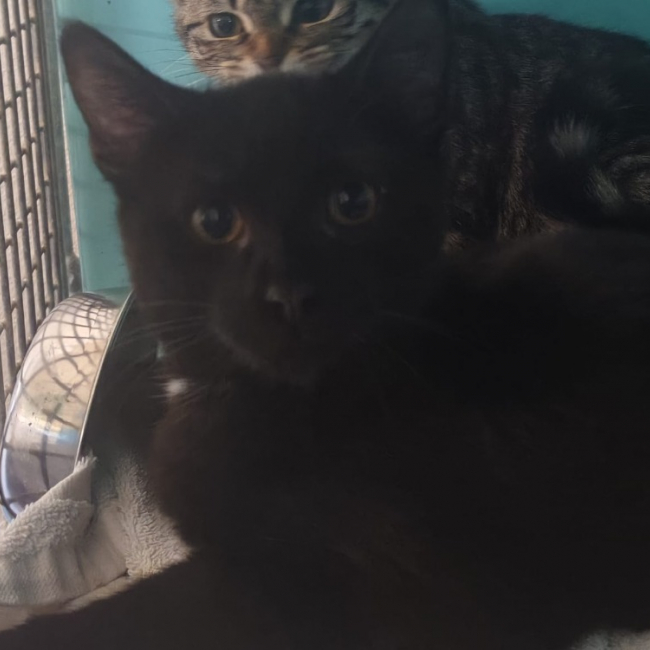 Photo de Scroutapetard