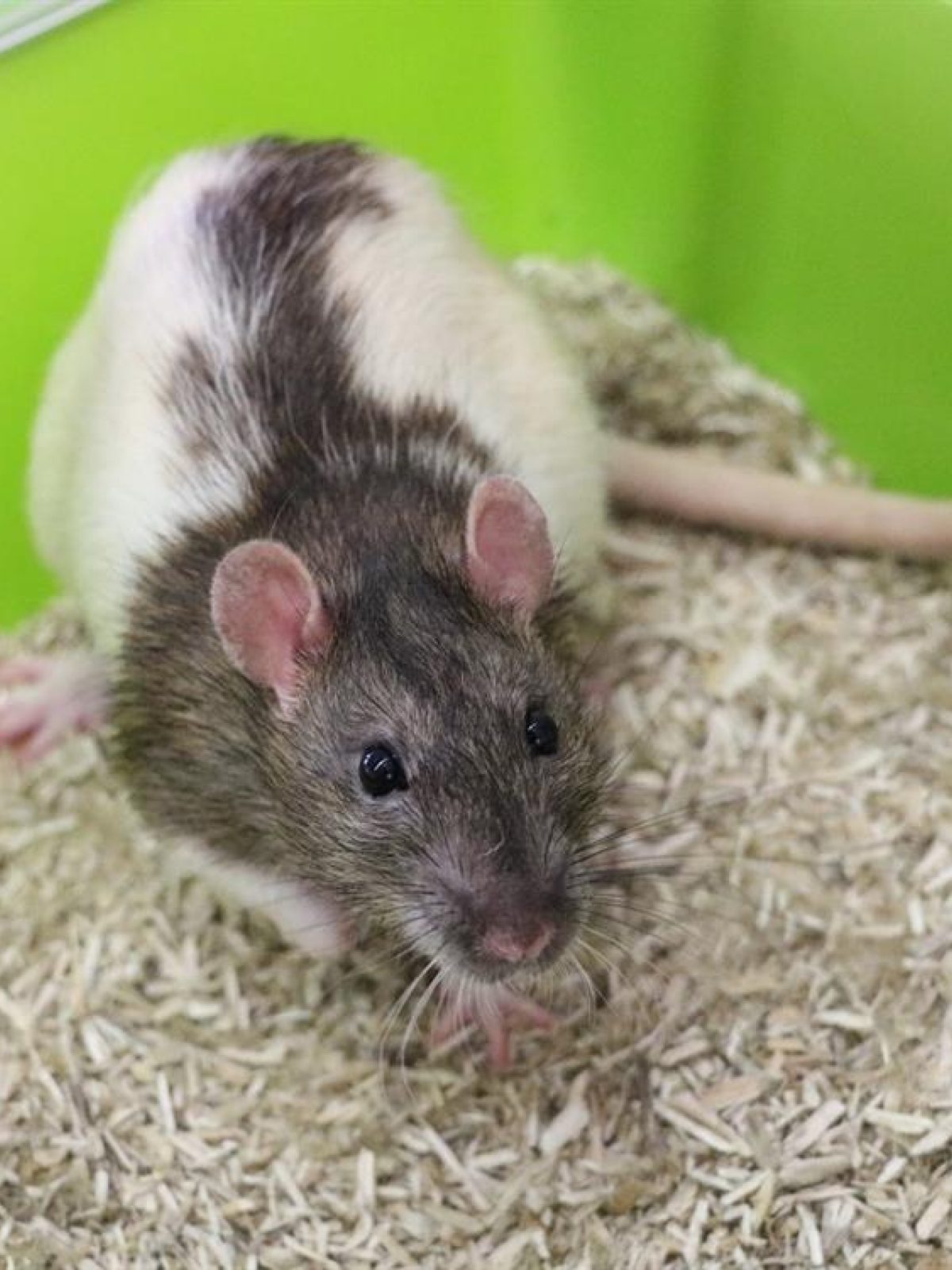 Howard - Rat à adopter à Hermeray (78) - Animaux.fr