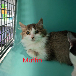 Photo de Muffin