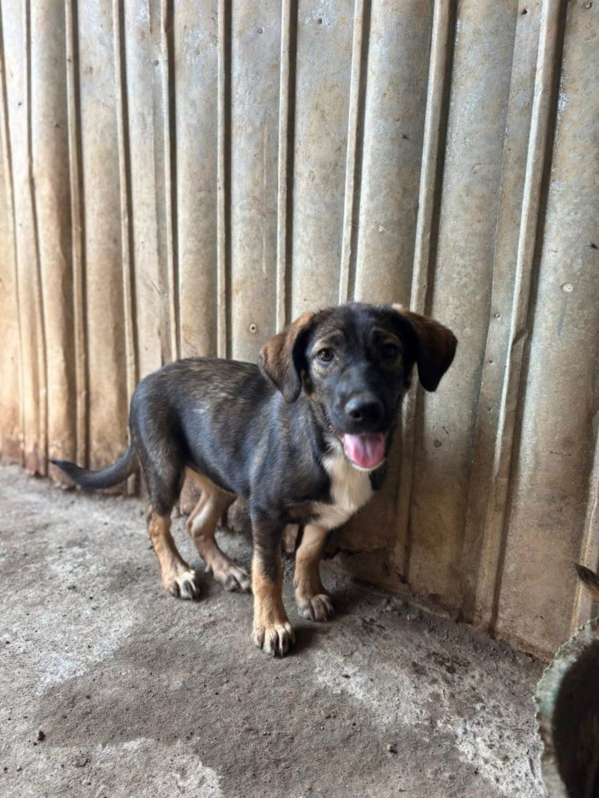 Fiona - Chien à adopter - Roumanie - Animaux.fr
