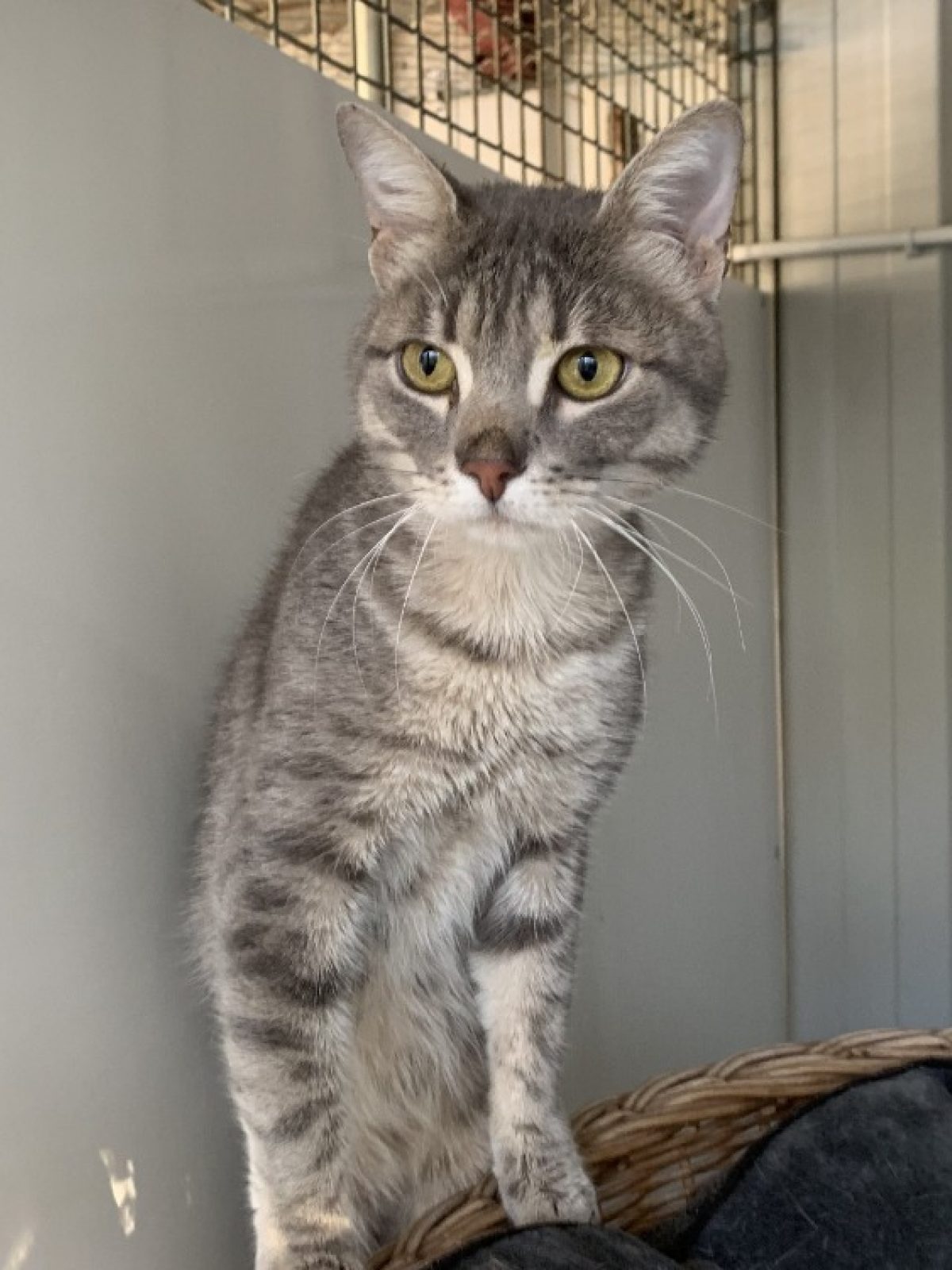 Chamallow - Européen à adopter à Marennes (69) - Animaux.fr