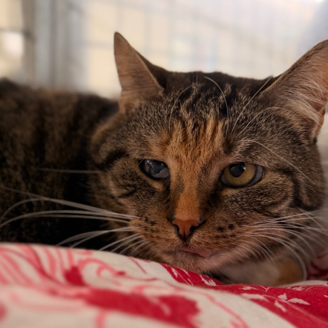 Photo de Moka dit pink