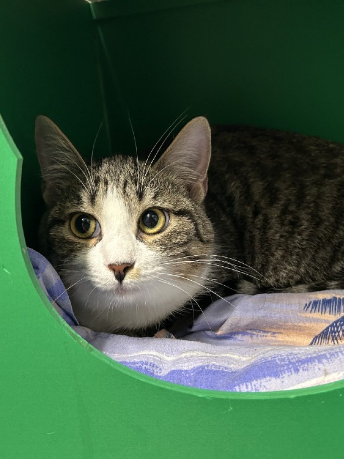 Addy - Européen à adopter à Forbach (57) - Animaux.fr