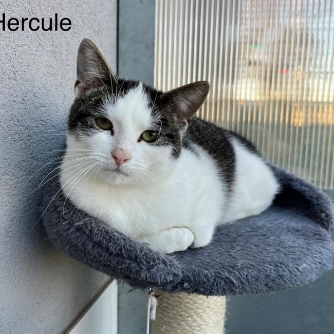 Photo de Hercules