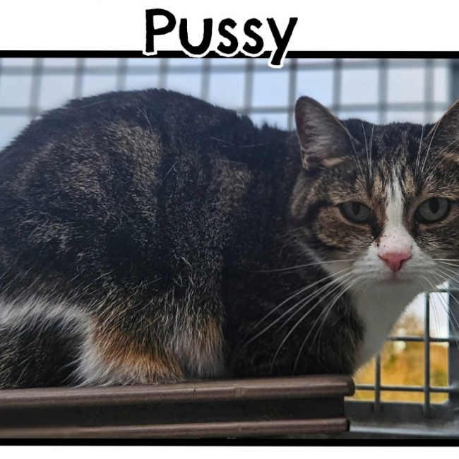 Photo de Pussy