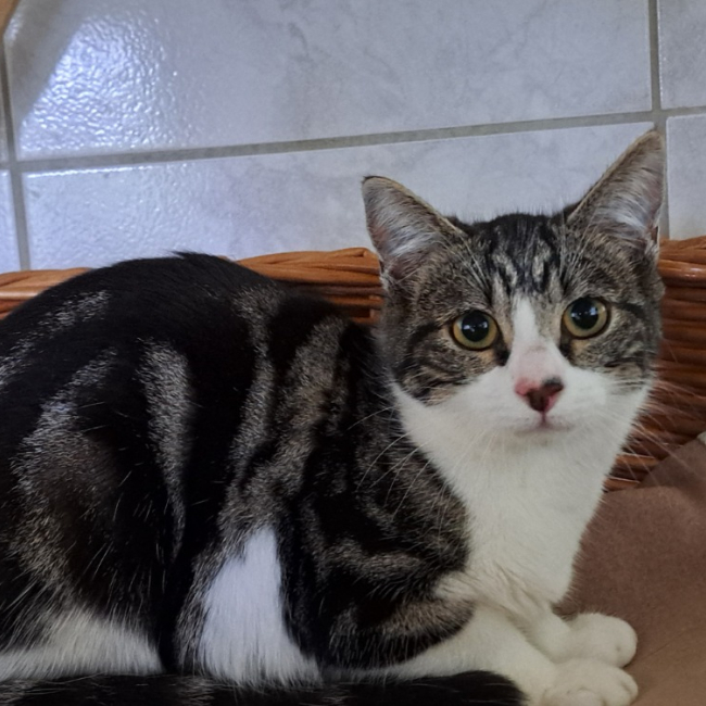 Photo de Chatpitaine croquette