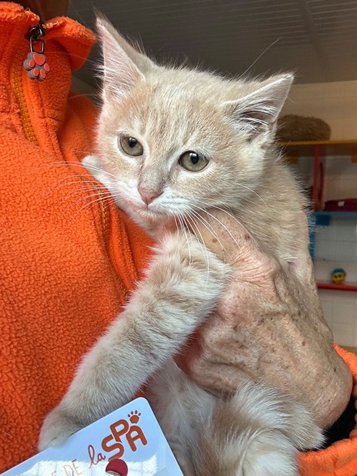Marcus - Européen à adopter à Les Sables-d'Olonne (85) - Animaux.fr