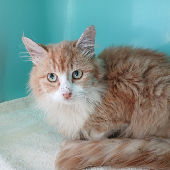 Photo de Fluffy