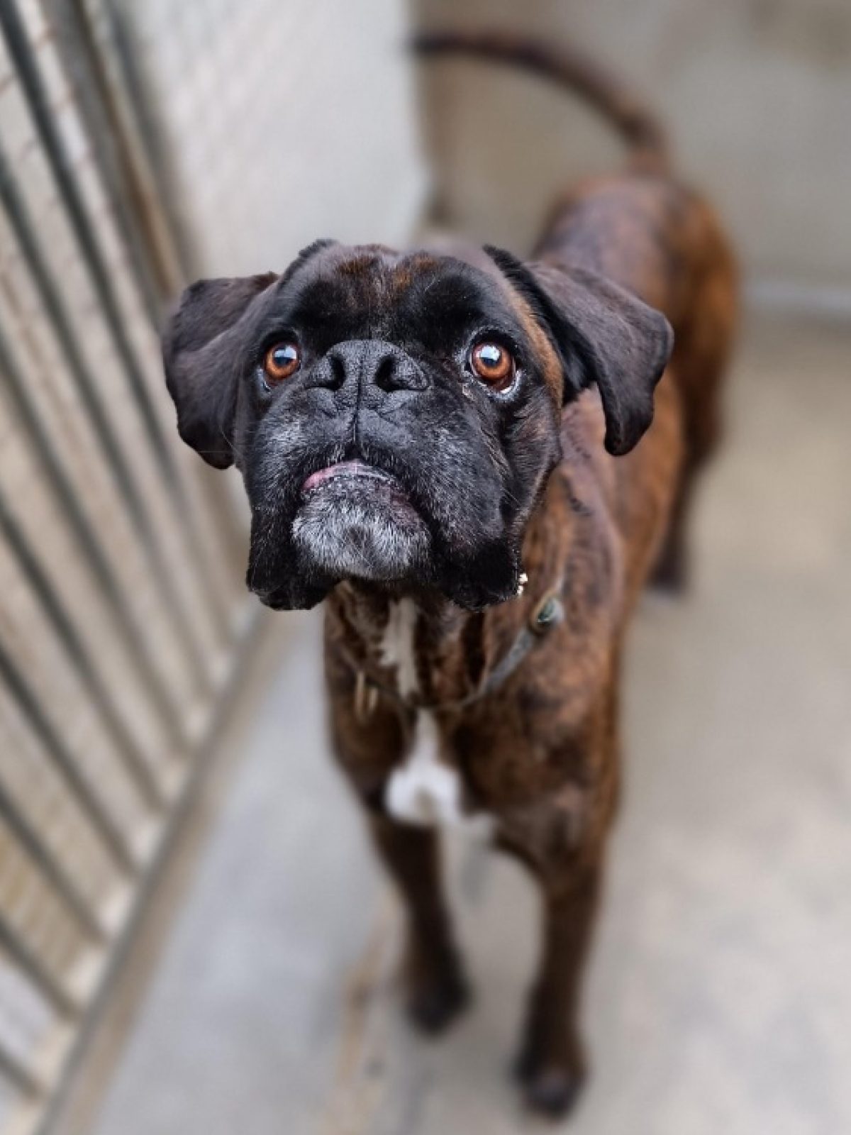 Alpha - Boxer à adopter à Vitré (35) - Animaux.fr