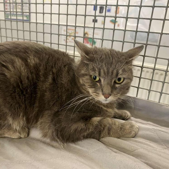 Photo de Minouchette