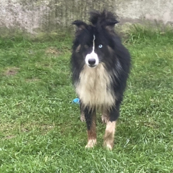 Photo de Volt réservé