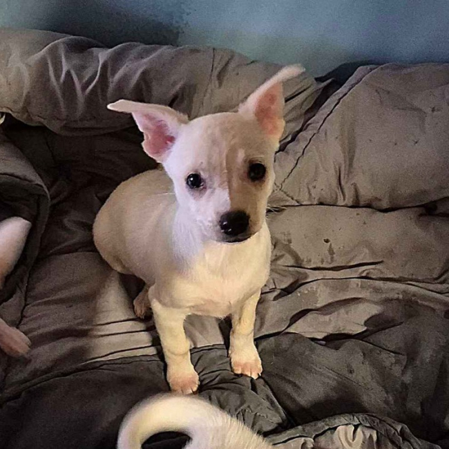 Photo de Biscotte - reservee